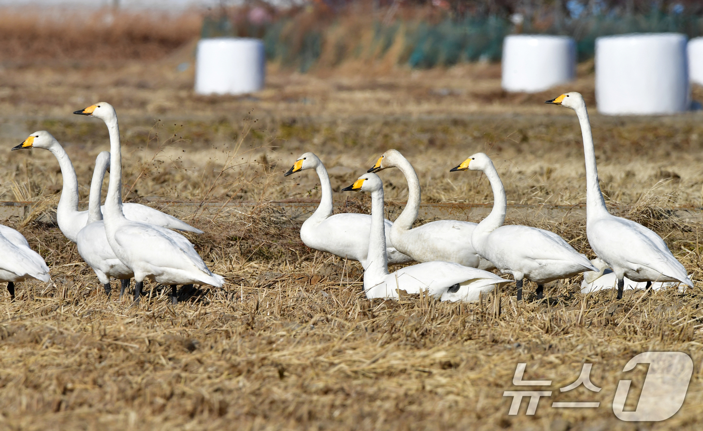 (포항=뉴스1) 최창호 기자 = 11일 경북 포항시 북구 흥해읍 들녘에 날아온 천연기념물 201-2호인 큰고니들이 주변을 살피고 있다. 2026.1.11/뉴스1