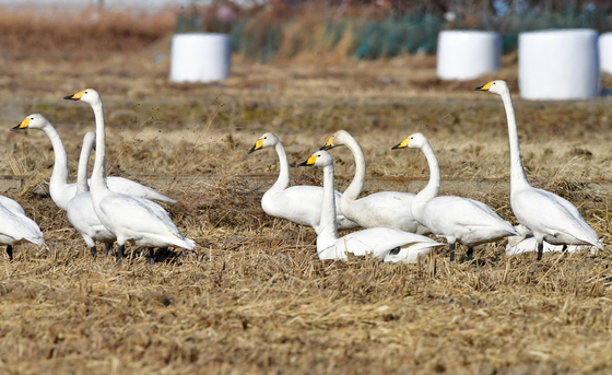 큰고니들의 평온한 오후