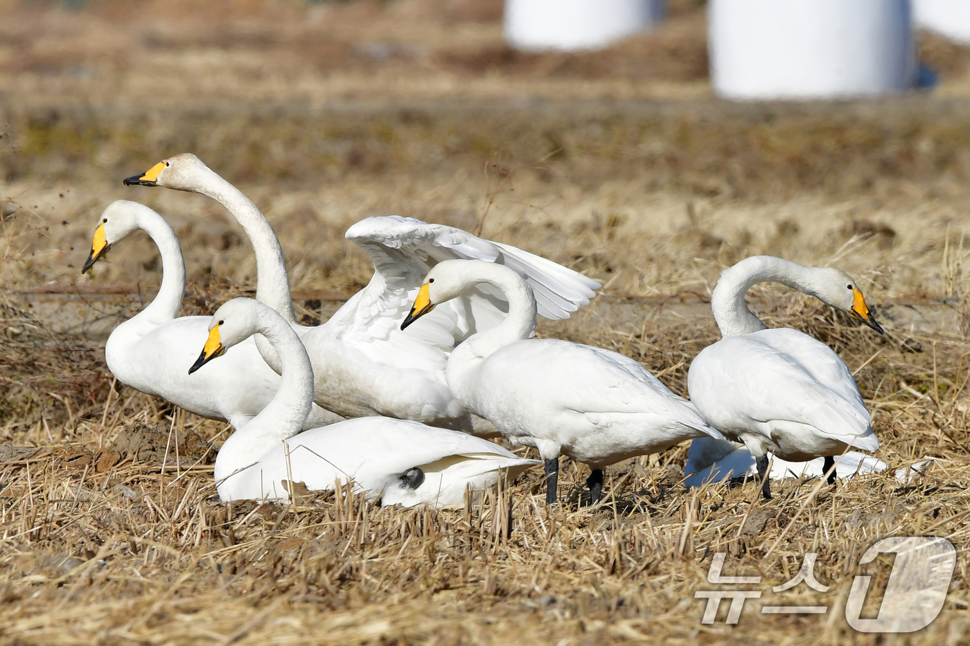 (포항=뉴스1) 최창호 기자 = 11일 경북 포항시 북구 흥해읍 들녘에 날아온 천연기념물 201-2호인 큰고니들이 주변을 살피고 있다. 2026.1.11/뉴스1