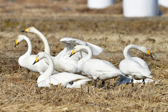 큰고니들의 휴식