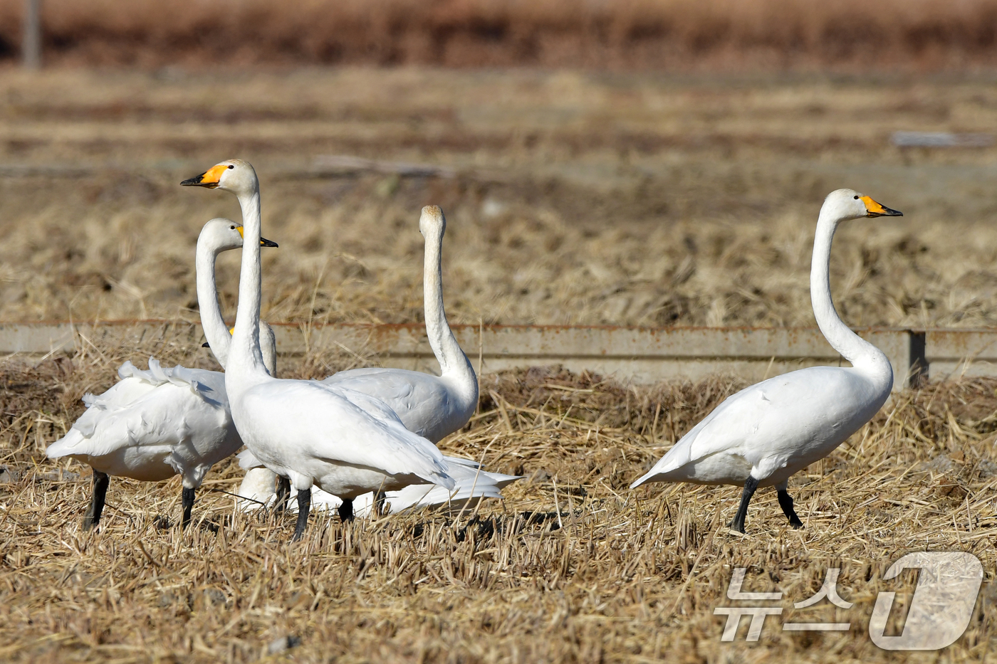 (포항=뉴스1) 최창호 기자 = 11일 경북 포항시 북구 흥해읍 들녘에 날아온 천연기념물 201-2호인 큰고니들이 주변을 살피고 있다. 2026.1.11/뉴스1