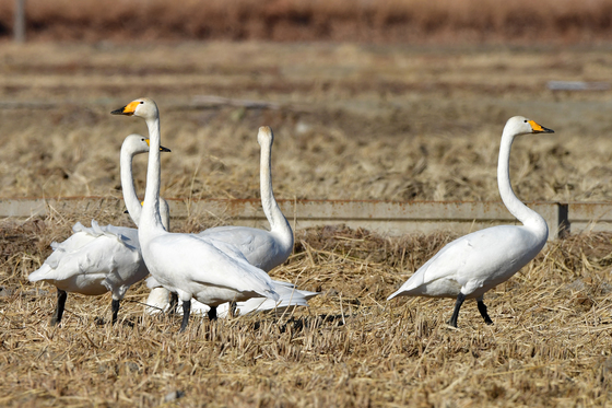 사방 살피는 큰고니