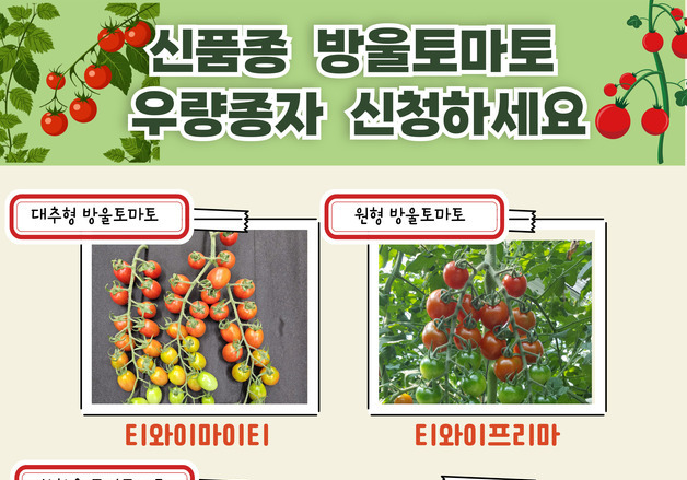 충남농기원, 신품종 방울토마토 종자 10만 립 공급