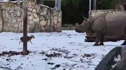 "너는 코뿔소냐? 나는 발정기다"…1.7톤 움찔하게 한 사슴의 폭주