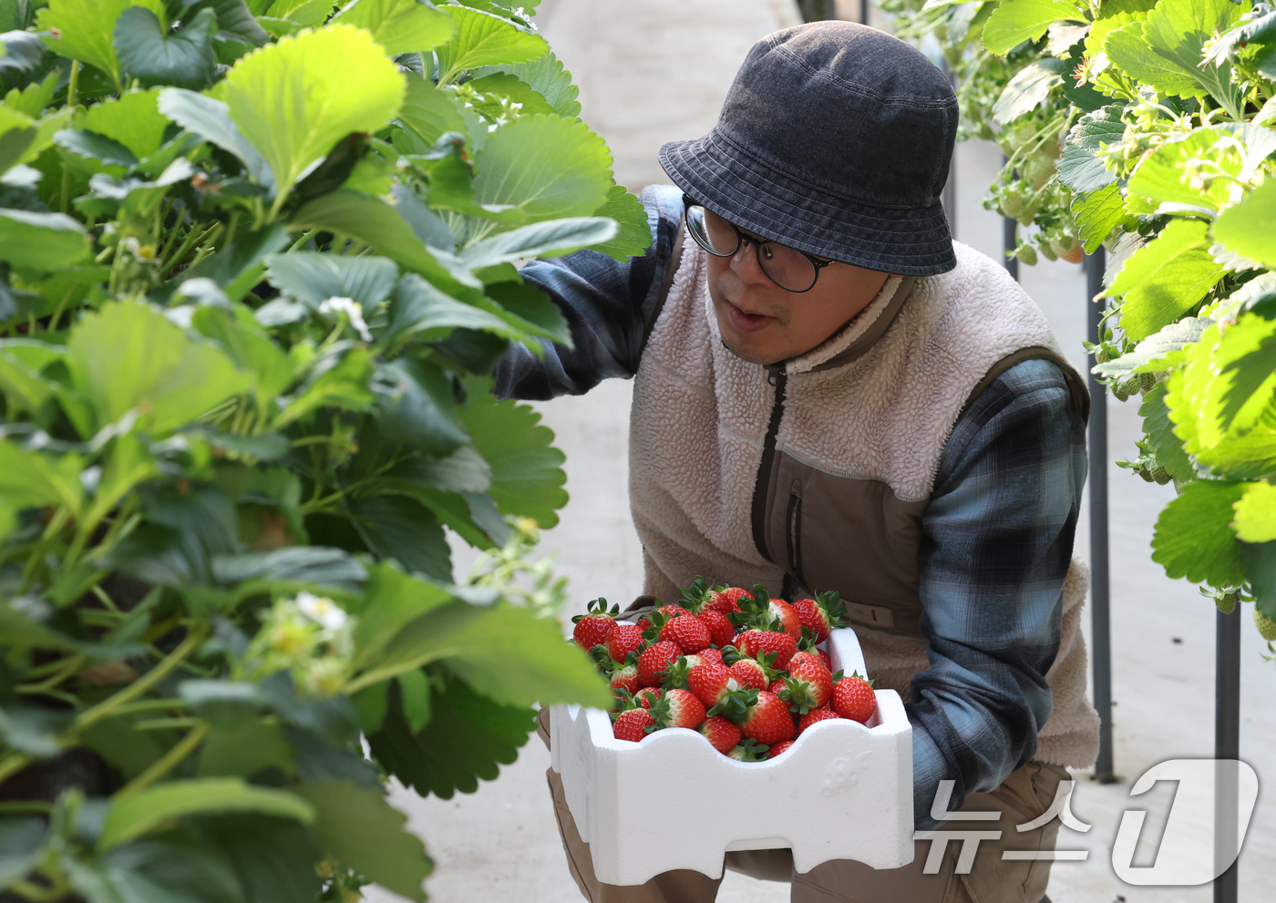 (화성=뉴스1) 김영운 기자 = 영하권의 날씨가 이어지고 있는 12일 경기 화성시의 한 딸기농장에서 관계자가 딸기를 수확하고 있다. 2026.1.12/뉴스1