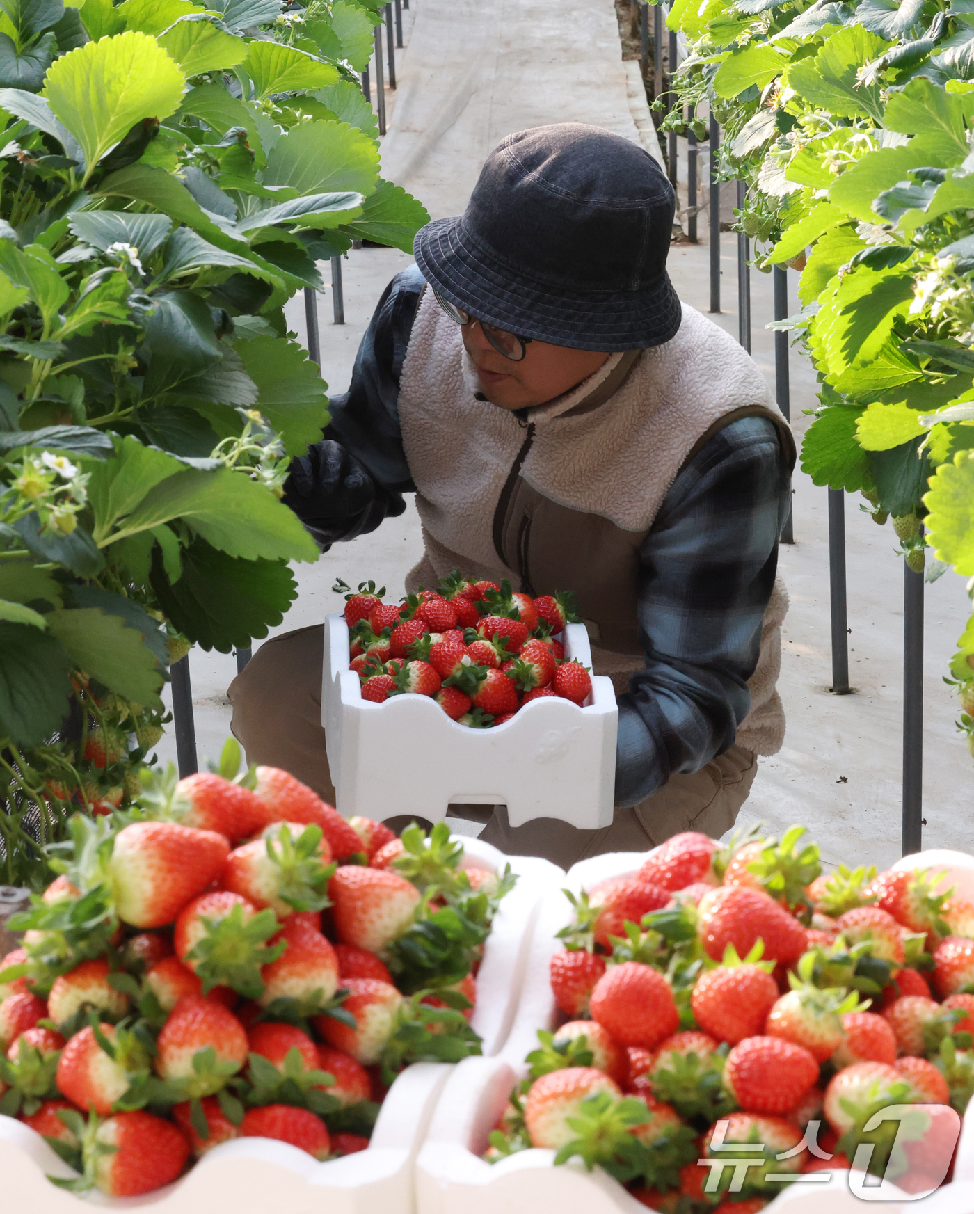(화성=뉴스1) 김영운 기자 = 영하권의 날씨가 이어지고 있는 12일 경기 화성시의 한 딸기농장에서 관계자가 딸기를 수확하고 있다. 2026.1.12/뉴스1