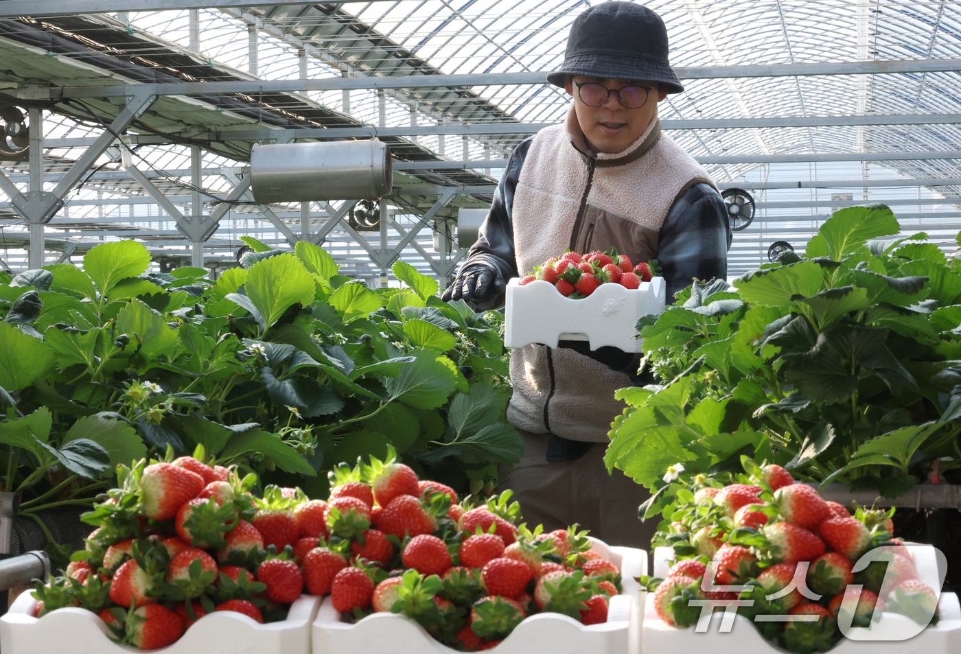 (화성=뉴스1) 김영운 기자 = 영하권의 날씨가 이어지고 있는 12일 경기 화성시의 한 딸기농장에서 관계자가 딸기를 수확하고 있다. 2026.1.12/뉴스1