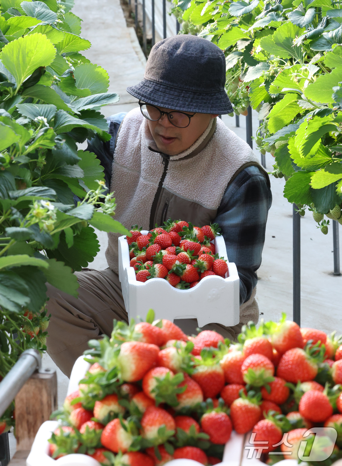 (화성=뉴스1) 김영운 기자 = 영하권의 날씨가 이어지고 있는 12일 경기 화성시의 한 딸기농장에서 관계자가 딸기를 수확하고 있다. 2026.1.12/뉴스1
