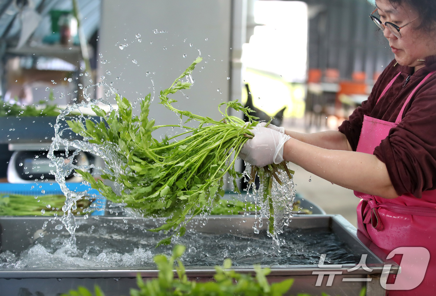 (대구=뉴스1) 공정식 기자 = 한파가 이어진 12일 대구 동구 미대동 논골농원에서 팔공산 미나리를 세척하고 있다.팔공산 미나리는 해발 200m 이상 팔공산 자락의 공기와 150m …