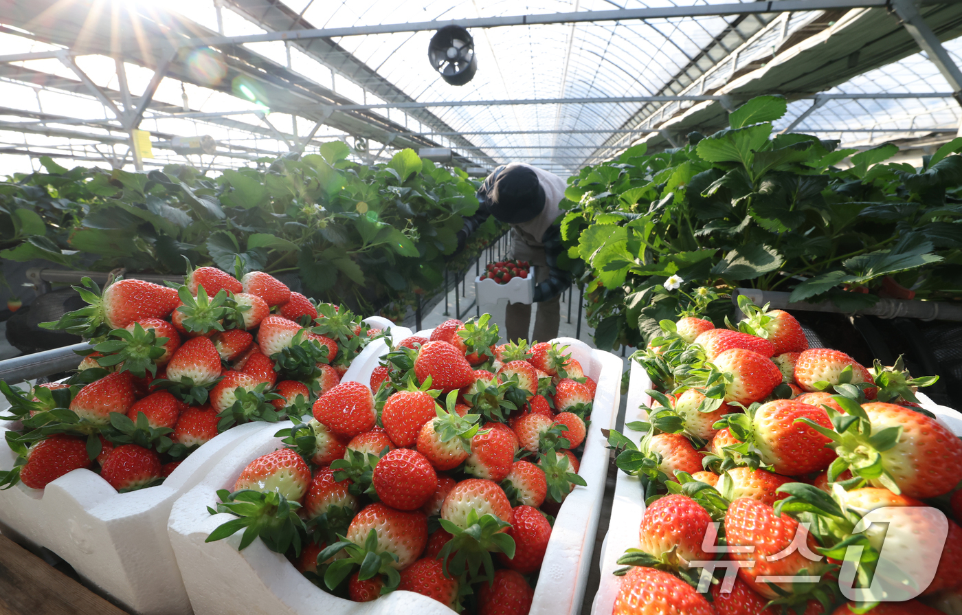 (화성=뉴스1) 김영운 기자 = 영하권의 날씨가 이어지고 있는 12일 경기 화성시의 한 딸기농장에서 관계자가 딸기를 수확하고 있다. 2026.1.12/뉴스1
