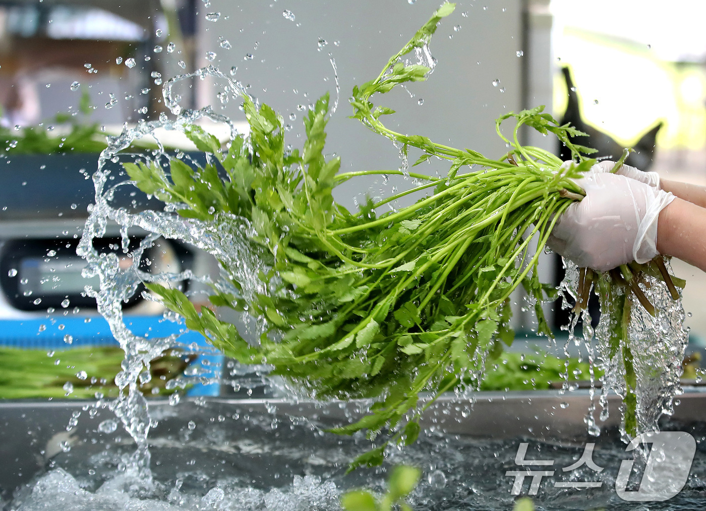 (대구=뉴스1) 공정식 기자 = 한파가 이어진 12일 대구 동구 미대동 논골농원에서 팔공산 미나리를 세척하고 있다.팔공산 미나리는 해발 200m 이상 팔공산 자락의 공기와 150m …