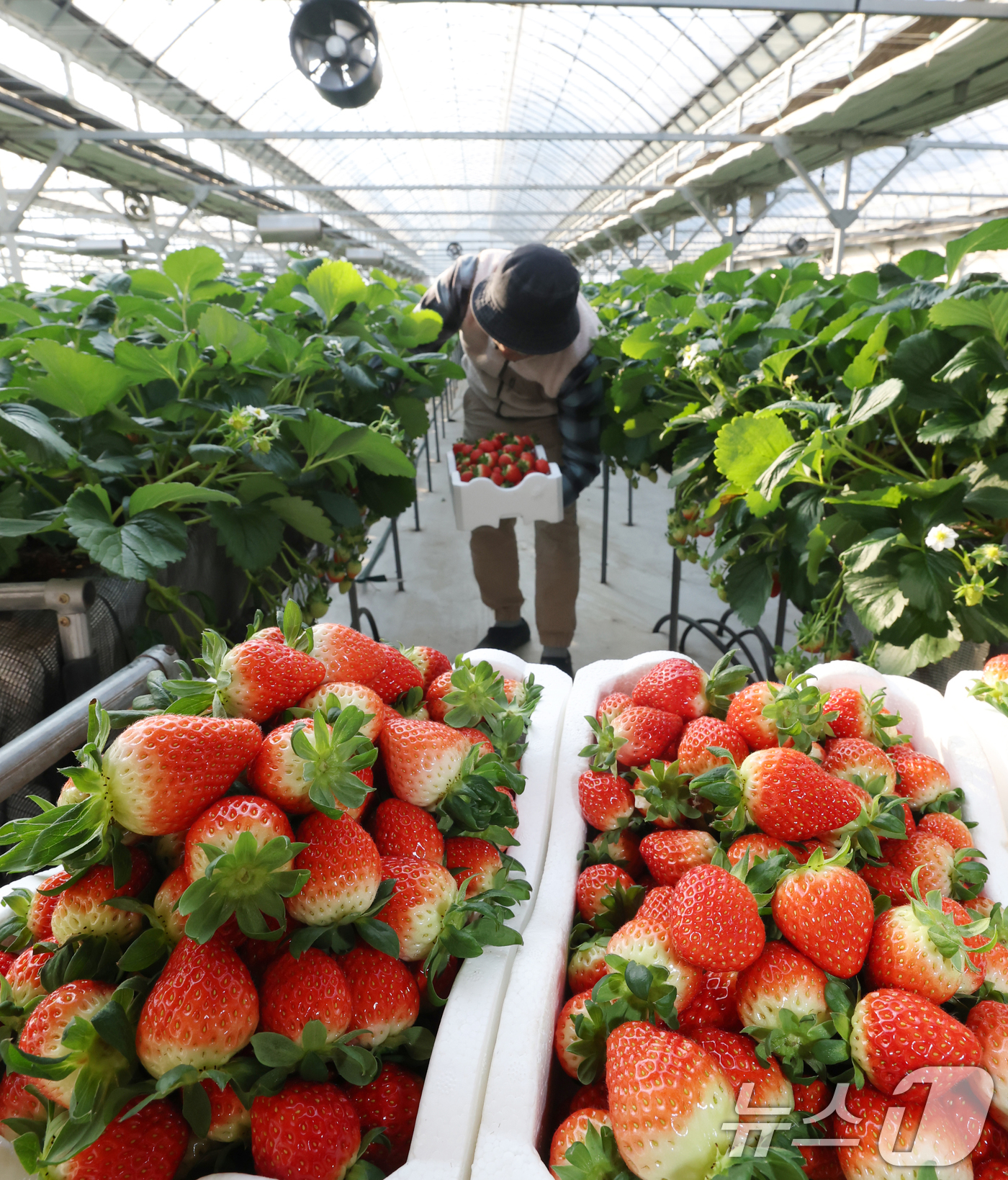 (화성=뉴스1) 김영운 기자 = 영하권의 날씨가 이어지고 있는 12일 경기 화성시의 한 딸기농장에서 관계자가 딸기를 수확하고 있다. 2026.1.12/뉴스1