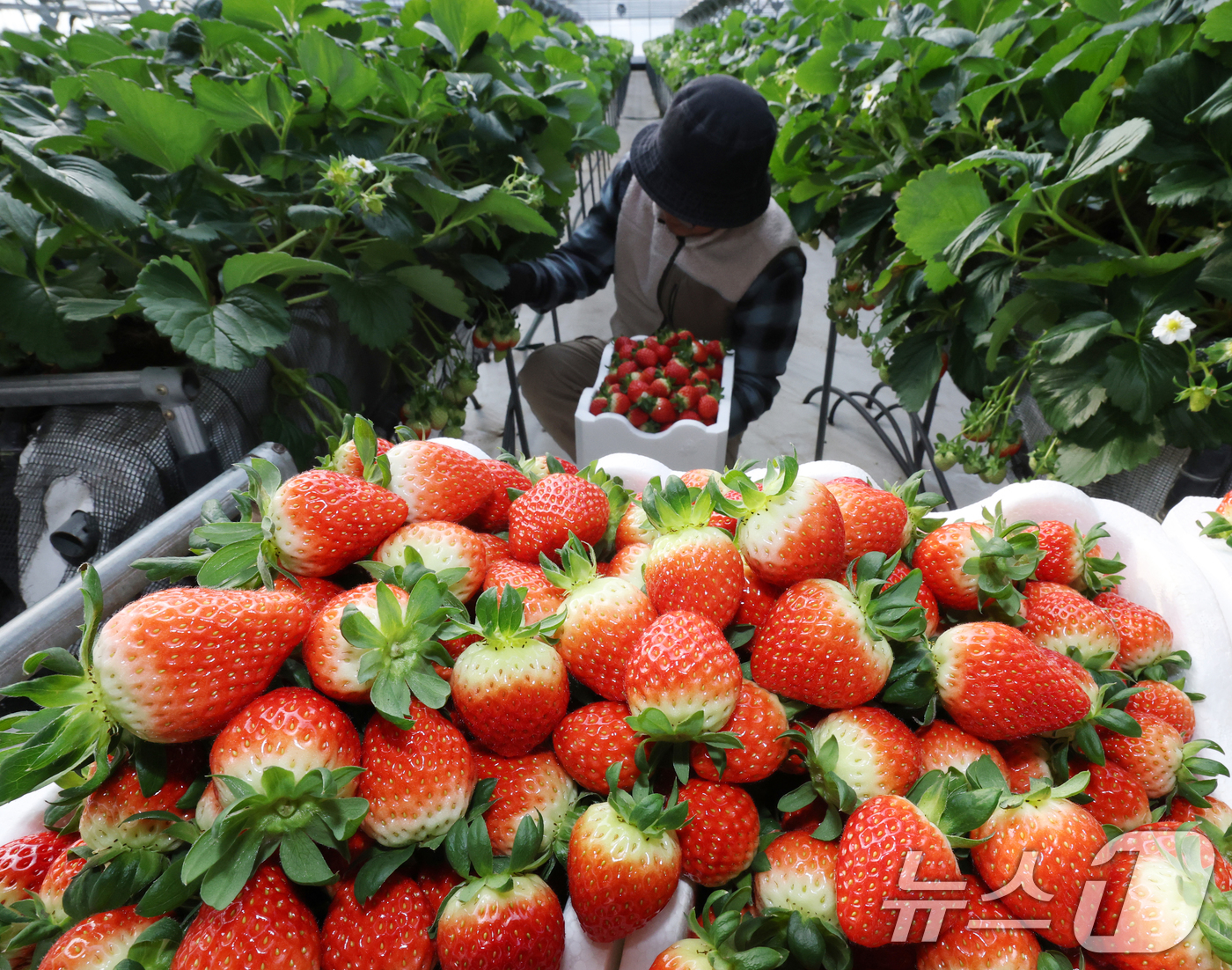 (화성=뉴스1) 김영운 기자 = 영하권의 날씨가 이어지고 있는 12일 경기 화성시의 한 딸기농장에서 관계자가 딸기를 수확하고 있다. 2026.1.12/뉴스1