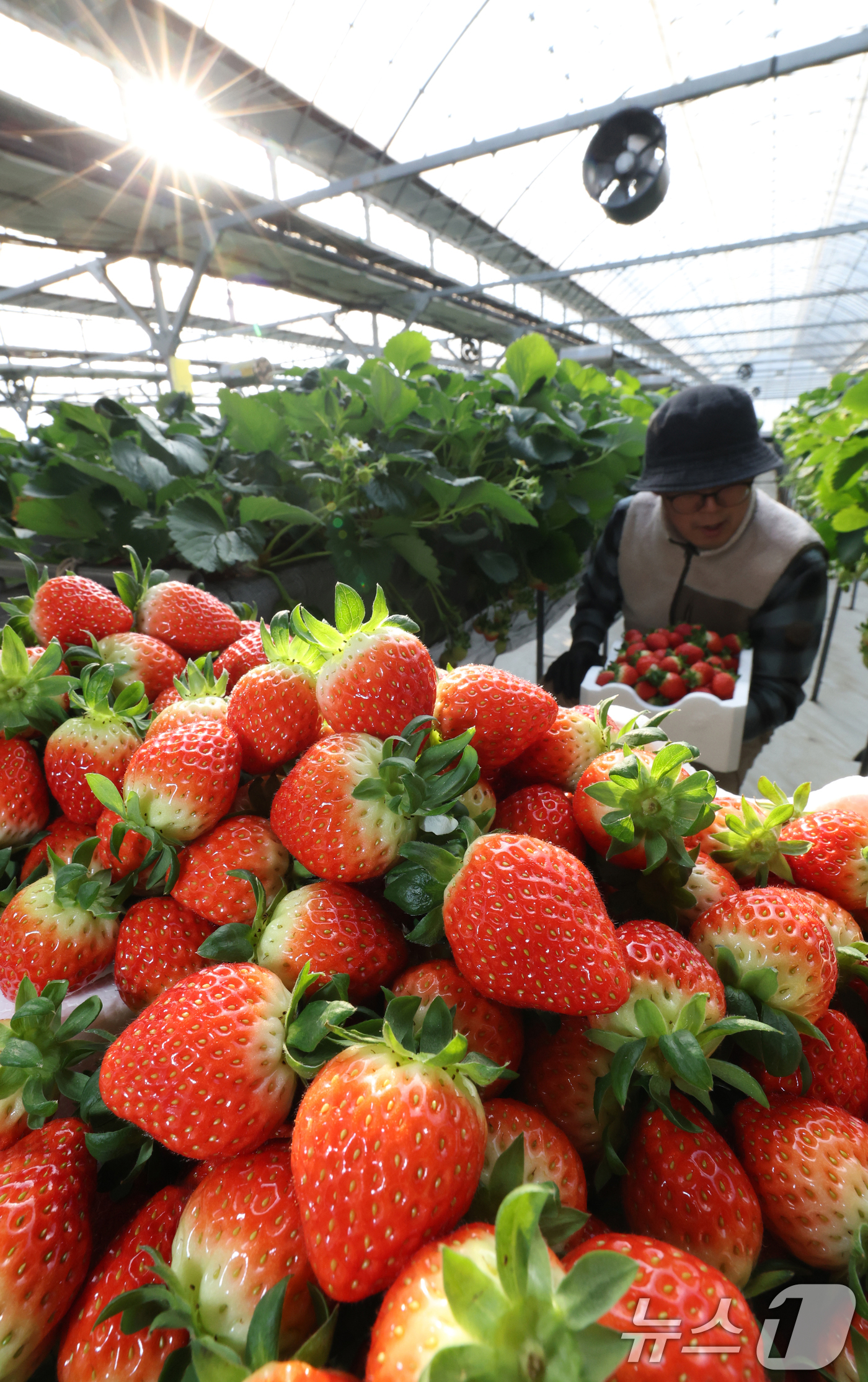 (화성=뉴스1) 김영운 기자 = 영하권의 날씨가 이어지고 있는 12일 경기 화성시의 한 딸기농장에서 관계자가 딸기를 수확하고 있다. 2026.1.12/뉴스1