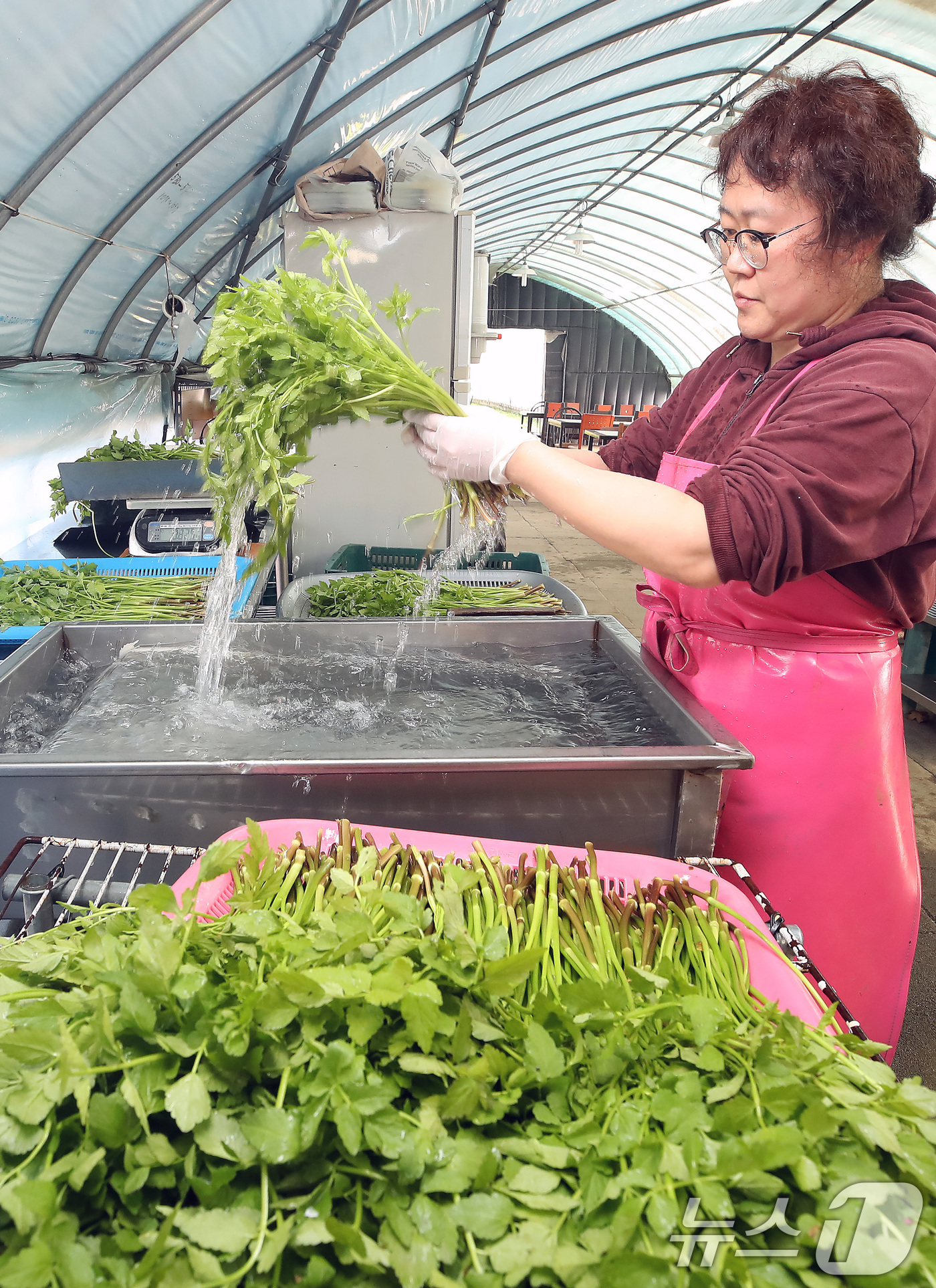 (대구=뉴스1) 공정식 기자 = 한파가 이어진 12일 대구 동구 미대동 논골농원에서 팔공산 미나리를 세척하고 있다.팔공산 미나리는 해발 200m 이상 팔공산 자락의 공기와 150m …