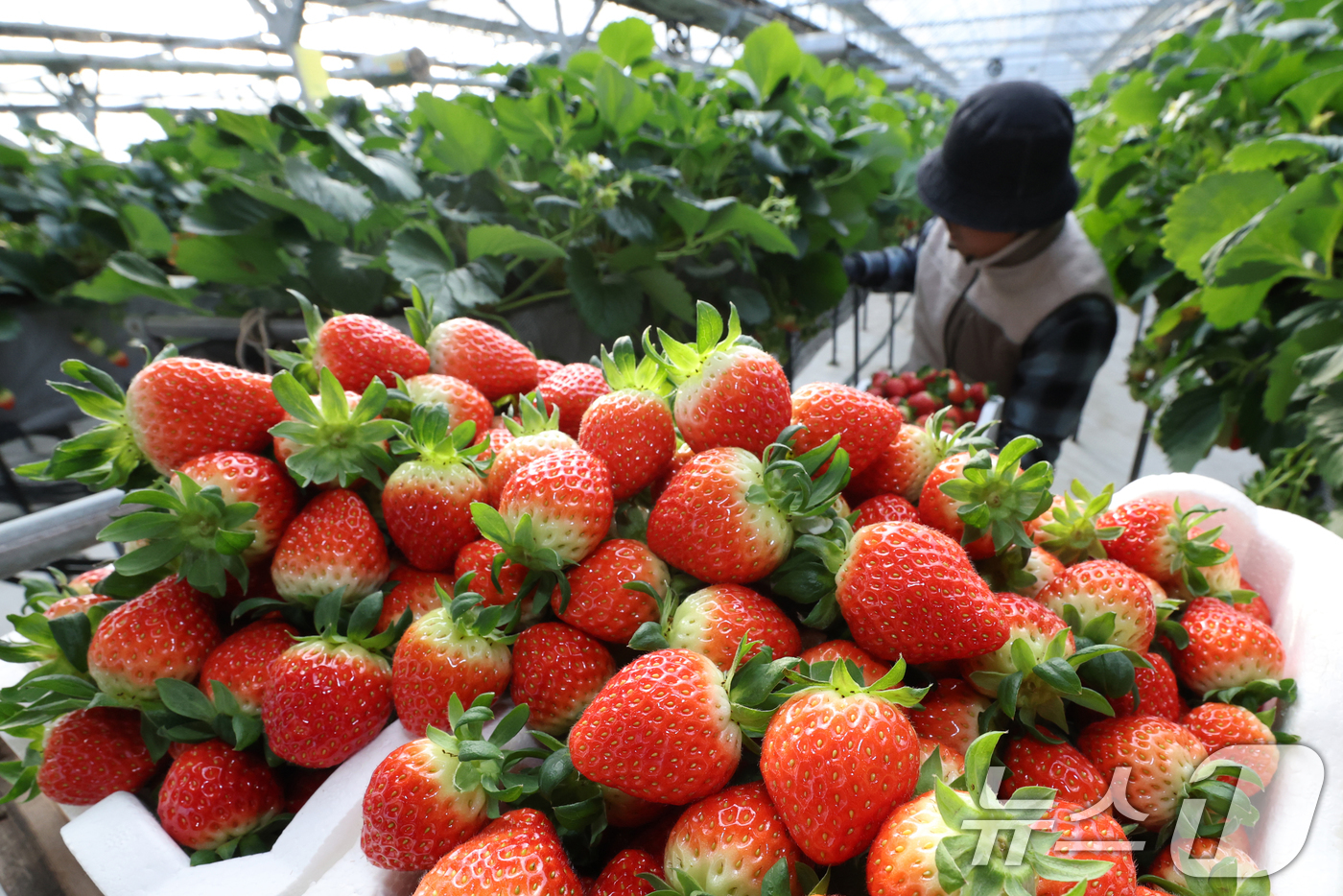 (화성=뉴스1) 김영운 기자 = 영하권의 날씨가 이어지고 있는 12일 경기 화성시의 한 딸기농장에서 관계자가 딸기를 수확하고 있다. 2026.1.12/뉴스1