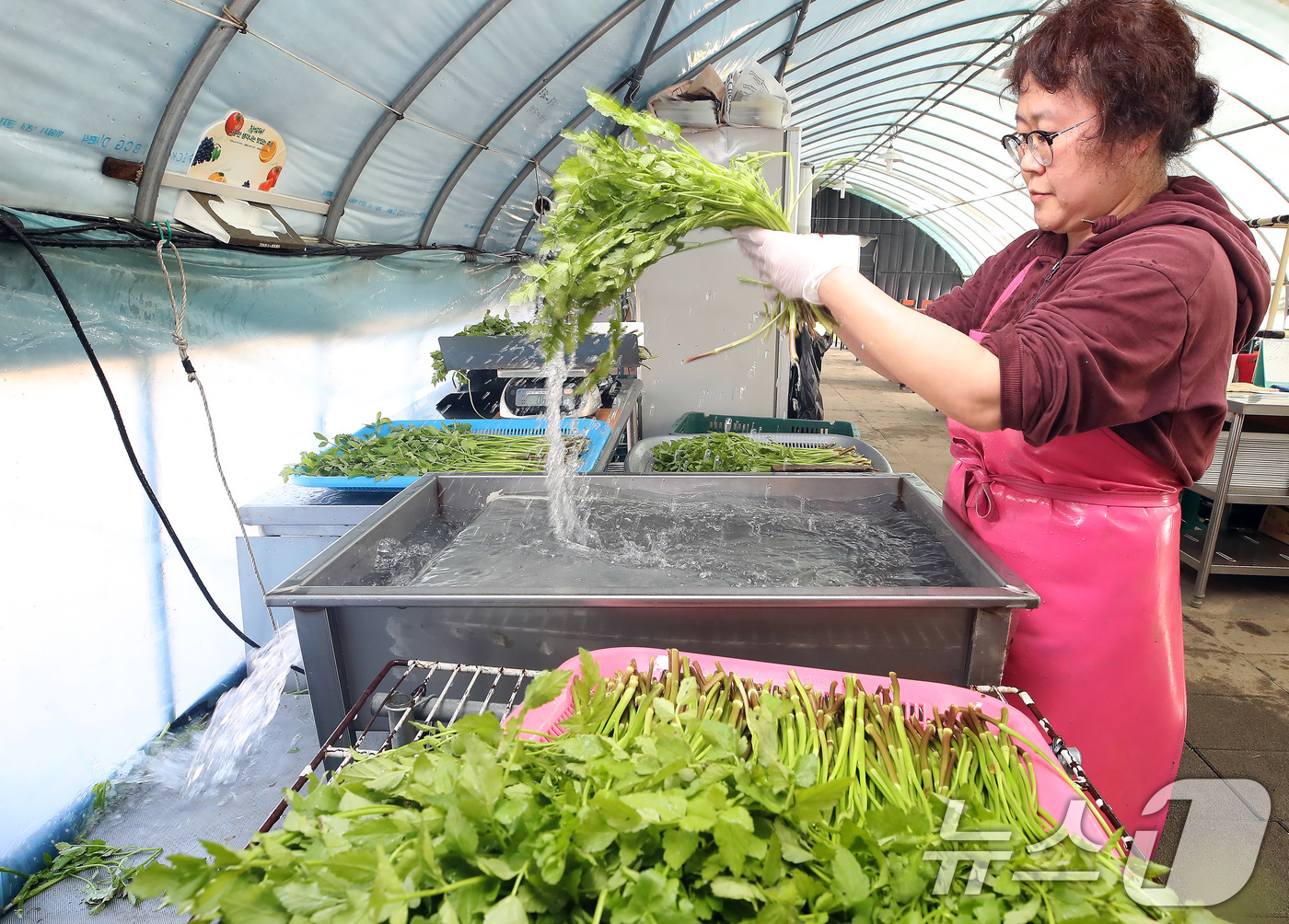 (대구=뉴스1) 공정식 기자 = 한파가 이어진 12일 대구 동구 미대동 논골농원에서 팔공산 미나리를 세척하고 있다.팔공산 미나리는 해발 200m 이상 팔공산 자락의 공기와 150m …