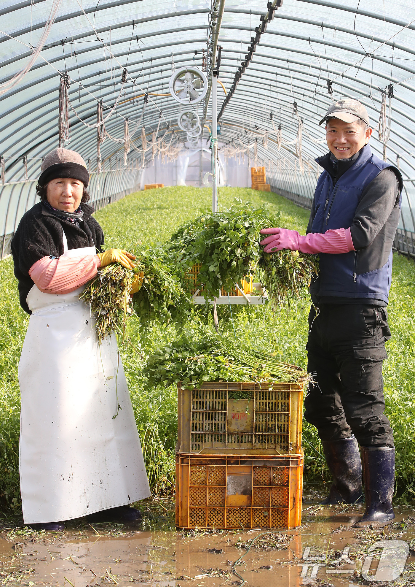 (대구=뉴스1) 공정식 기자 = 한파가 이어진 12일 대구 동구 미대동 논골농원에서 팔공산 미나리 출하가 한창이다.팔공산 미나리는 해발 200m 이상 팔공산 자락의 공기와 150m …