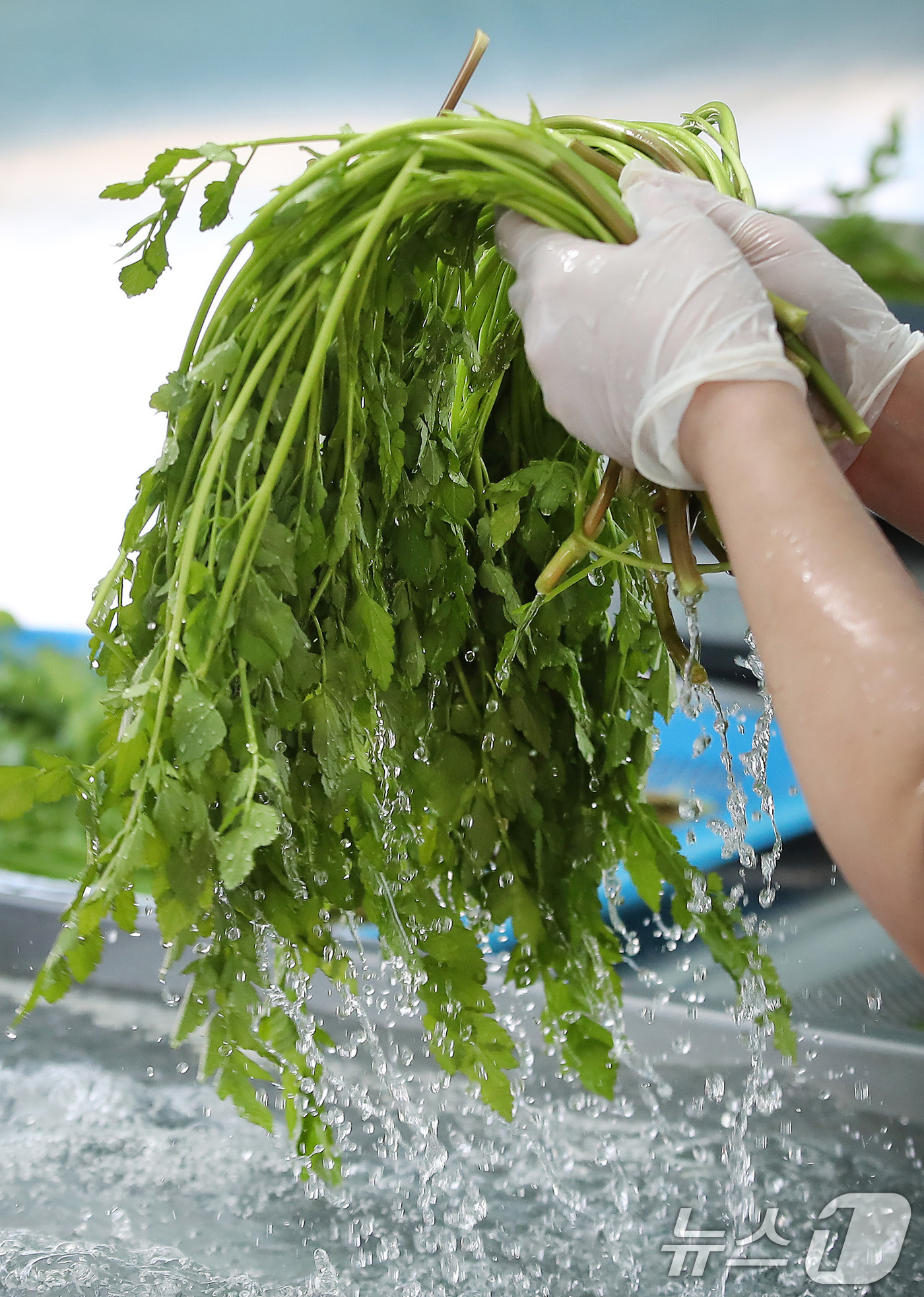 (대구=뉴스1) 공정식 기자 = 한파가 이어진 12일 대구 동구 미대동 논골농원에서 팔공산 미나리를 세척하고 있다.팔공산 미나리는 해발 200m 이상 팔공산 자락의 공기와 150m …