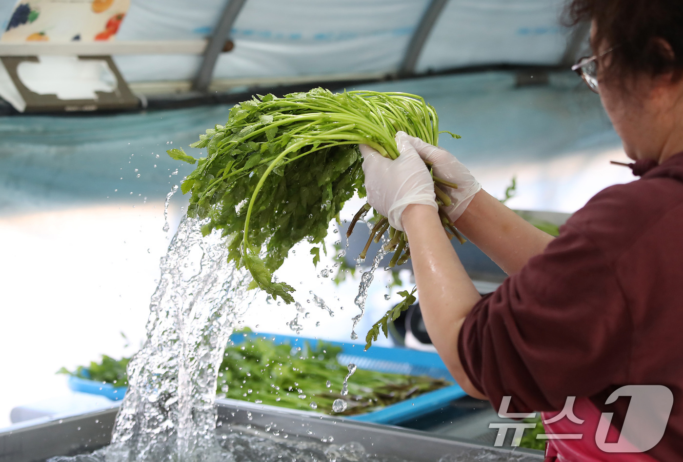 (대구=뉴스1) 공정식 기자 = 한파가 이어진 12일 대구 동구 미대동 논골농원에서 팔공산 미나리를 세척하고 있다.팔공산 미나리는 해발 200m 이상 팔공산 자락의 공기와 150m …
