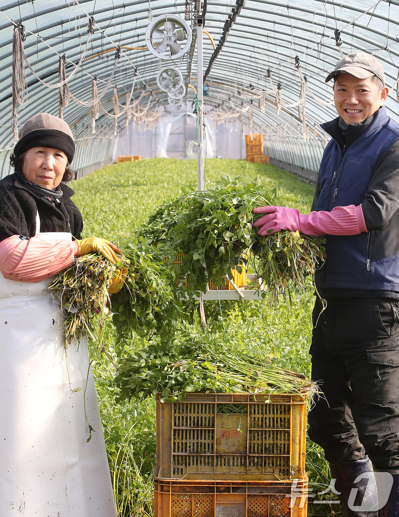 (대구=뉴스1) 공정식 기자 = 한파가 이어진 12일 대구 동구 미대동 논골농원에서 팔공산 미나리 출하가 한창이다.팔공산 미나리는 해발 200m 이상 팔공산 자락의 공기와 150m …