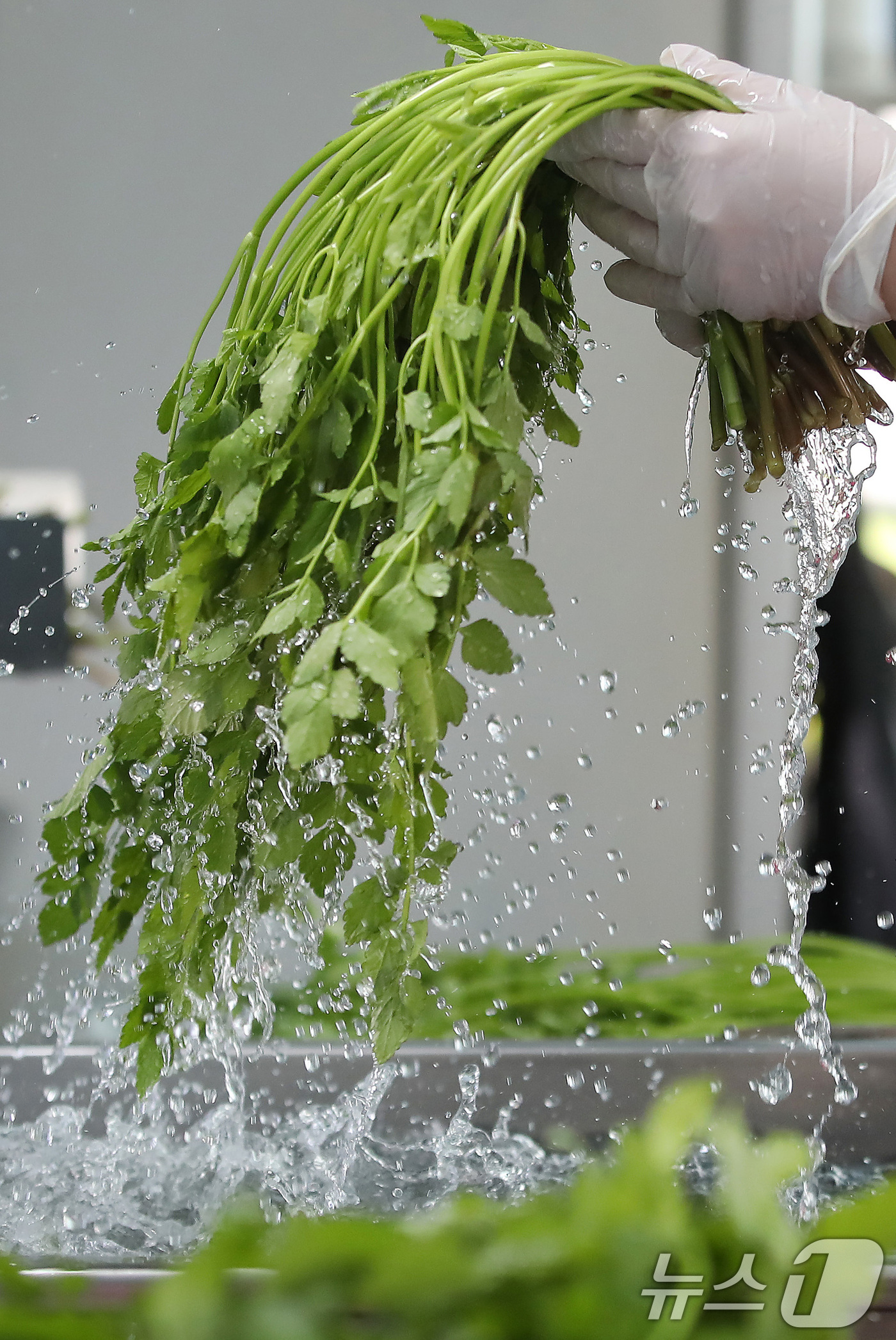 (대구=뉴스1) 공정식 기자 = 한파가 이어진 12일 대구 동구 미대동 논골농원에서 팔공산 미나리를 세척하고 있다.팔공산 미나리는 해발 200m 이상 팔공산 자락의 공기와 150m …