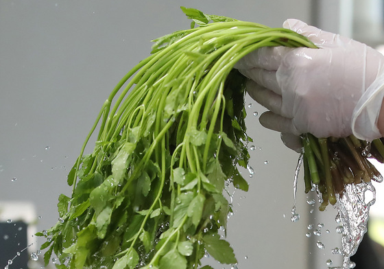 싱그러운 팔공산 미나리