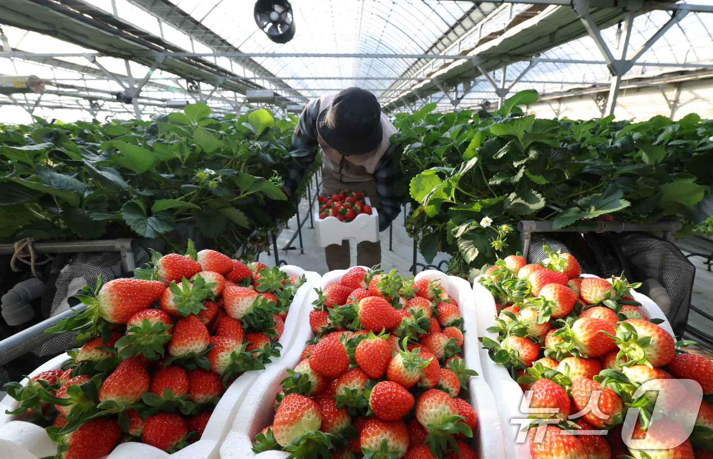 (화성=뉴스1) 김영운 기자 = 영하권의 날씨가 이어지고 있는 12일 경기 화성시의 한 딸기농장에서 관계자가 딸기를 수확하고 있다. 2026.1.12/뉴스1