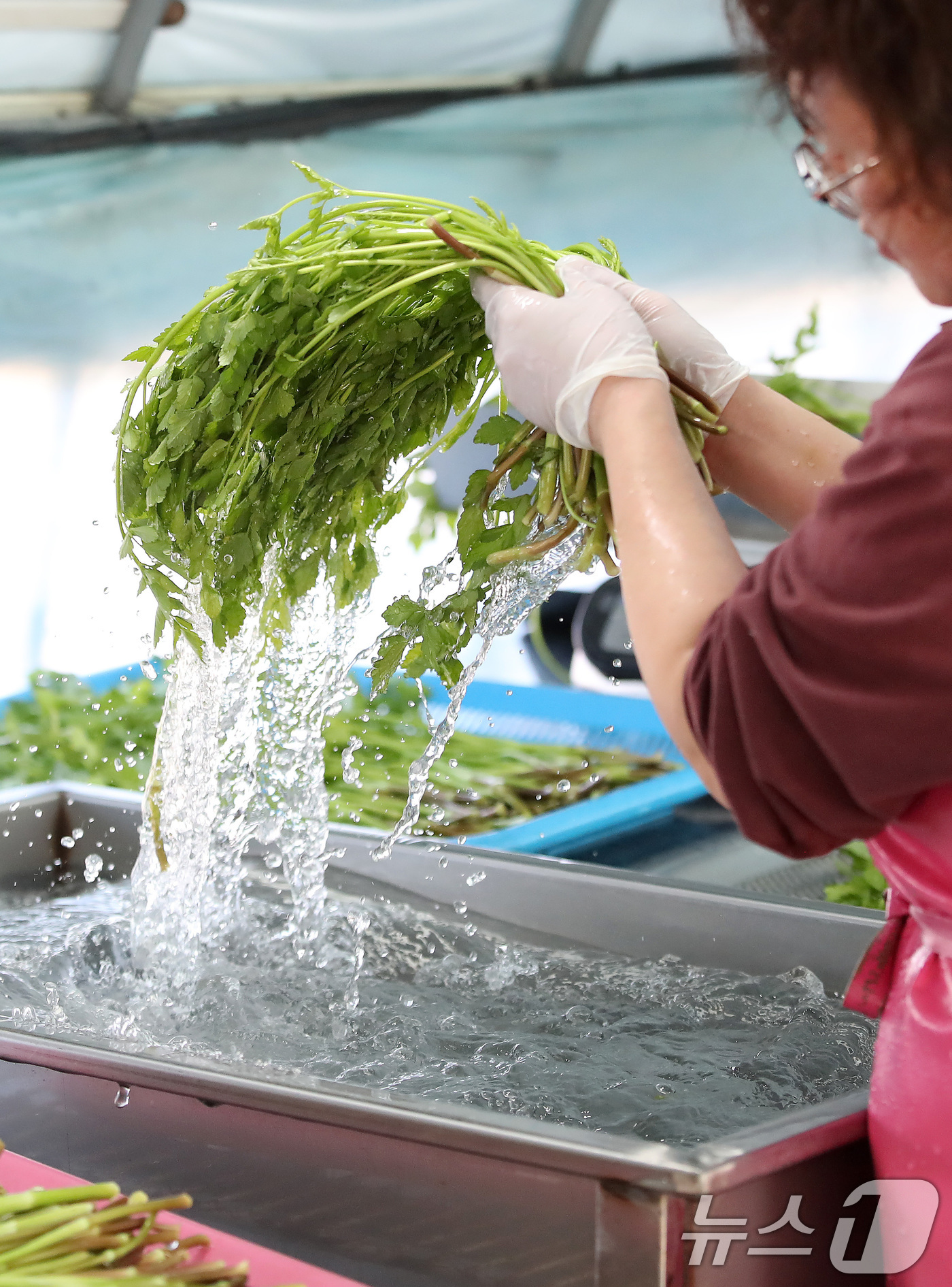(대구=뉴스1) 공정식 기자 = 한파가 이어진 12일 대구 동구 미대동 논골농원에서 팔공산 미나리를 세척하고 있다.팔공산 미나리는 해발 200m 이상 팔공산 자락의 공기와 150m …