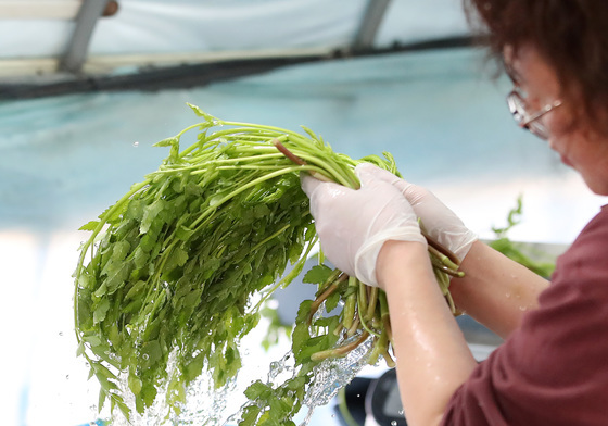 겨울철 건강한 밥상 '팔공산 미나리'
