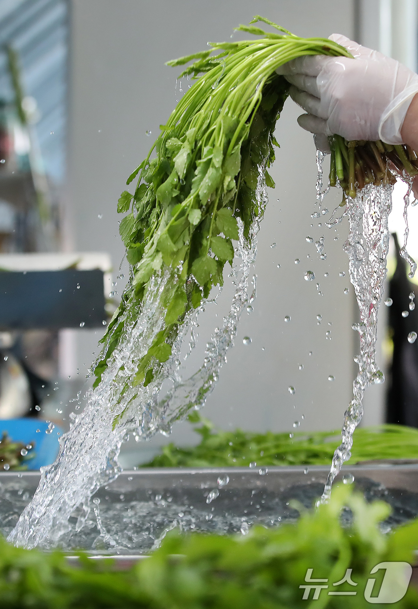 (대구=뉴스1) 공정식 기자 = 한파가 이어진 12일 대구 동구 미대동 논골농원에서 팔공산 미나리를 세척하고 있다.팔공산 미나리는 해발 200m 이상 팔공산 자락의 공기와 150m …