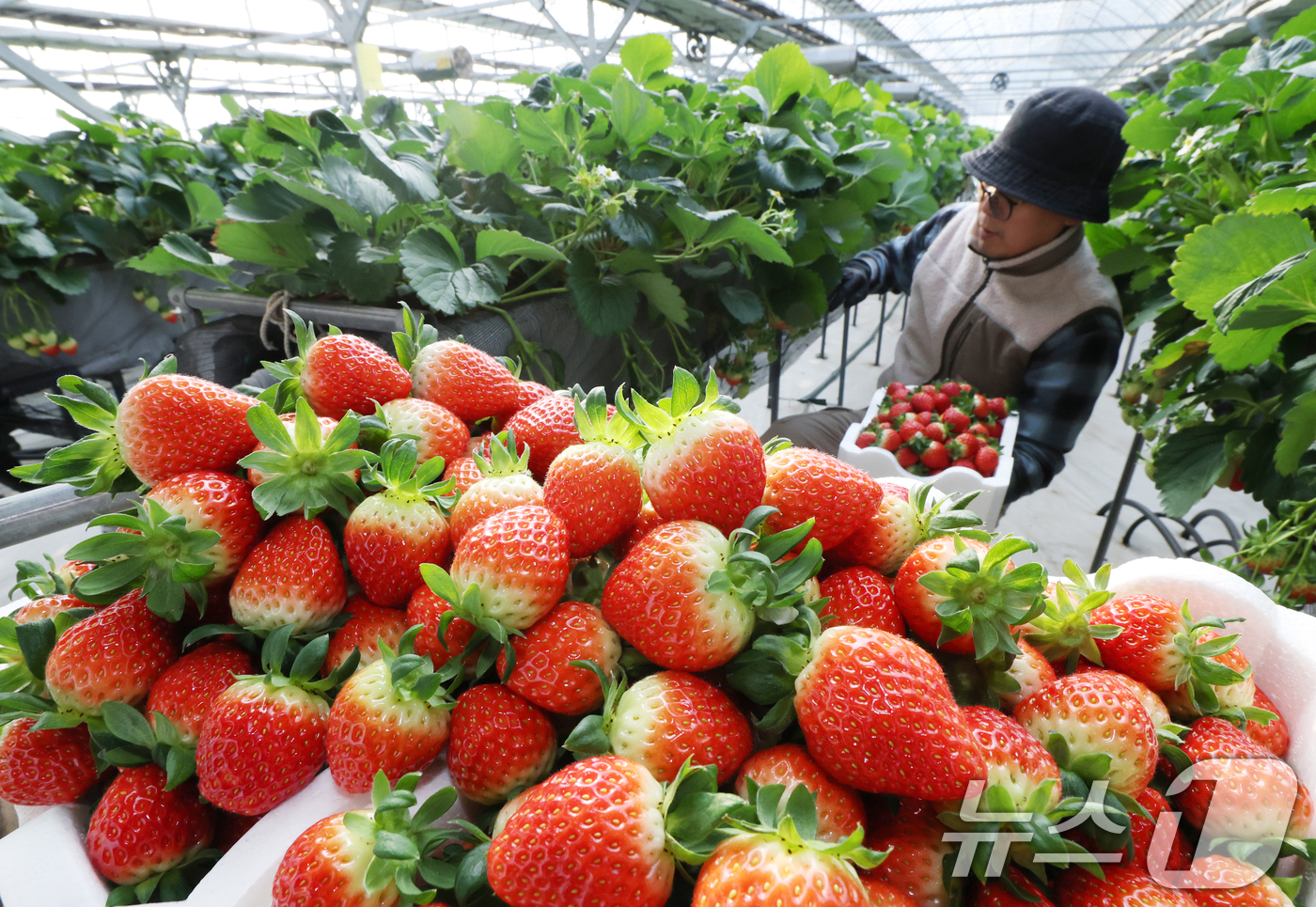 (화성=뉴스1) 김영운 기자 = 영하권의 날씨가 이어지고 있는 12일 경기 화성시의 한 딸기농장에서 관계자가 딸기를 수확하고 있다. 2026.1.12/뉴스1