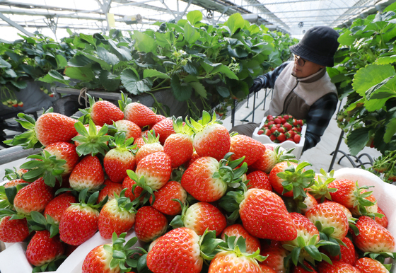 한파 속 딸기 수확 한창