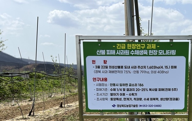 경북농기원 "산불 피해지역 사과 생산량 최대 83% 급감"