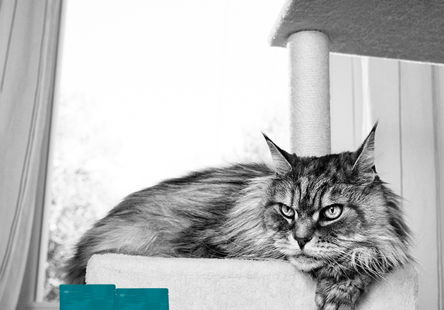 로얄캐닌, 반려묘 노령기 세분화한 맞춤 영양 솔루션 선보여