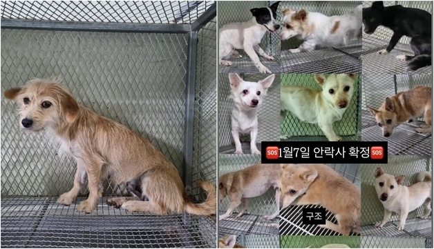 "안락사 말고 길은 없나요"…계약 끝난 시 보호소에 남은 동물들