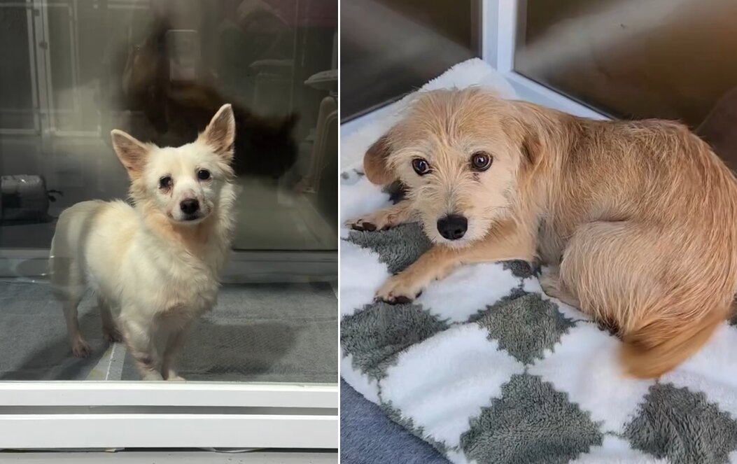 본문 이미지 - 부산 하얀비둘기 보호소에서 구조돼 경기 포천 너와함개냥 입양카페에서 가족을 기다리는 세리(왼쪽)와 로하(너와함개냥 제공) ⓒ 뉴스1