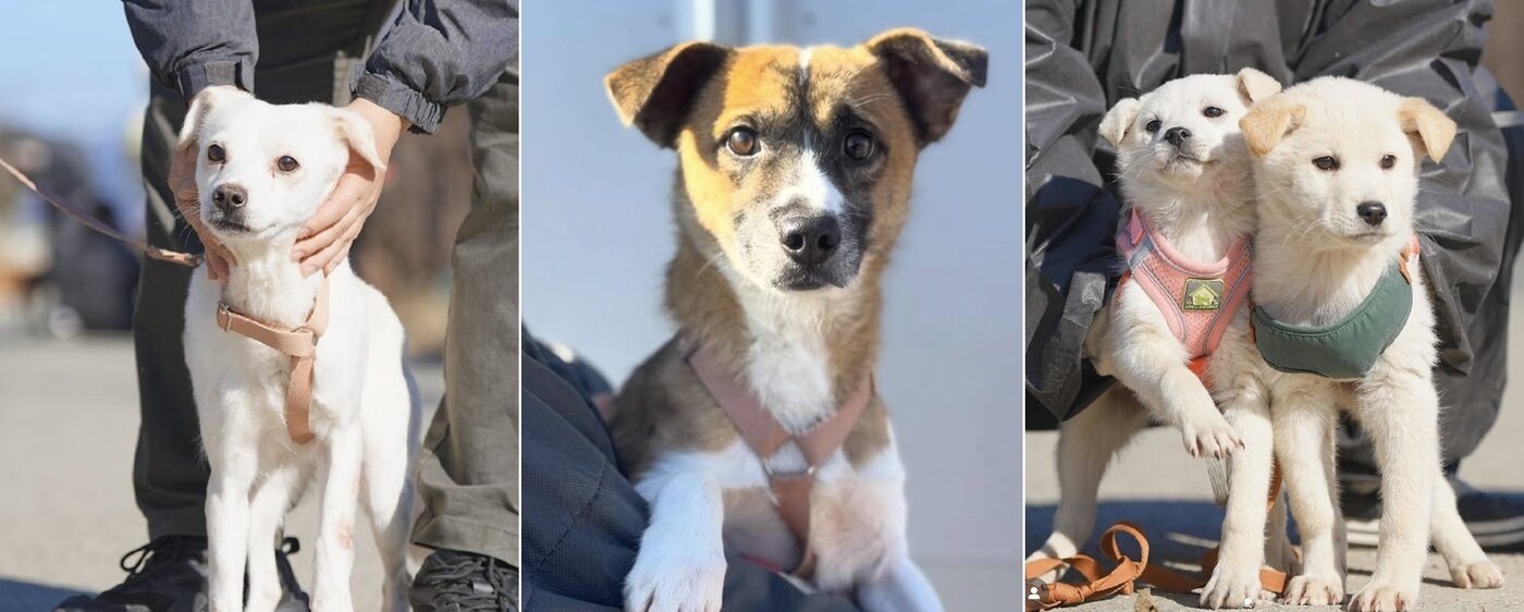 본문 이미지 - 부산 하얀비둘기 보호소에서 입양을 기다리는 동물들(하얀비둘기 인스타그램 갈무리) ⓒ 뉴스1