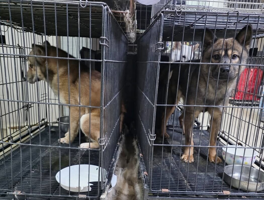 본문 이미지 - 인천 서구 위탁 동물 보호소로 운영되던 동물병원 내에 남은 개들. 동물보호단체 도로시지켜줄개가 환경 개선을 하며 새 위탁 보호소로 갈 때까지 임시 보호를 하고 있다(도로시지켜줄개 인스타그램 갈무리). ⓒ 뉴스1