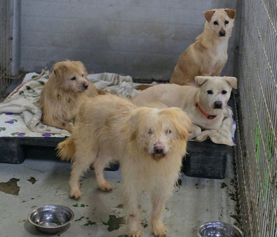 본문 이미지 - 인천시 위탁 보호소였던 인천시수의사회 보호소 내에 남아있던 대형견들. '더가치할개'에서 대형견 50마리를 구조해 현재 위탁처에서 보호하고 있다(더가치할개 인스타그램 갈무리). ⓒ 뉴스1