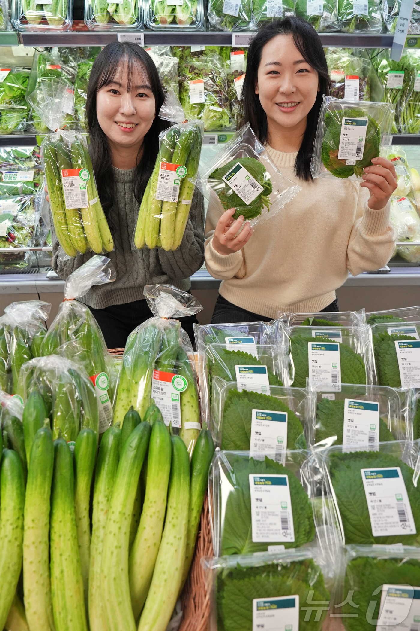 (서울=뉴스1) = 롯데마트는 오는 15일부터 스마트팜 채소인 '내일농장 깻잎'과 '스마트팜 오이'를 각 1990원, 1190원에 판매한다고 13일 밝혔다. 사진은 지난 12일 서 …