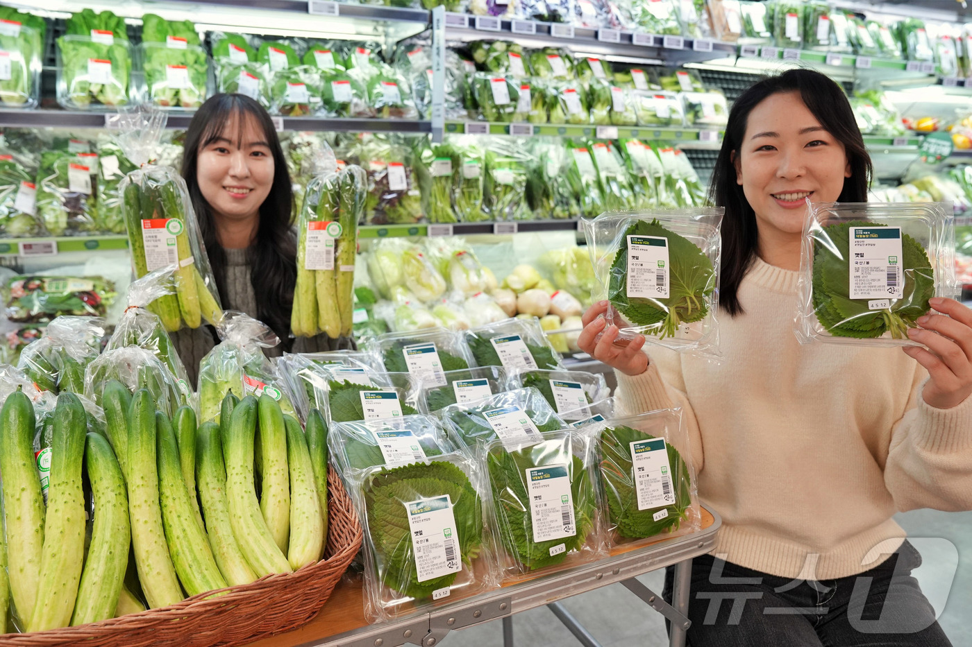 (서울=뉴스1) = 롯데마트는 오는 15일부터 스마트팜 채소인 '내일농장 깻잎'과 '스마트팜 오이'를 각 1990원, 1190원에 판매한다고 13일 밝혔다. 사진은 지난 12일 서 …