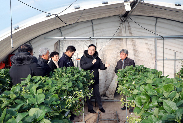 하동군, 강풍 피해 농업시설물 복구 완료…딸기 하우스 60동