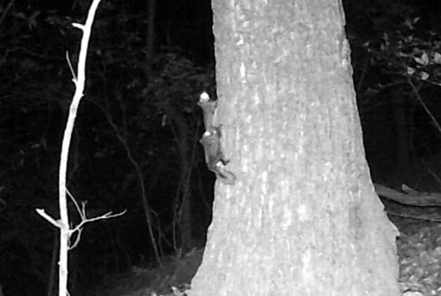 하늘다람쥐 등 서식 확인…청주 우암산 생태복원사업 가시적 효과