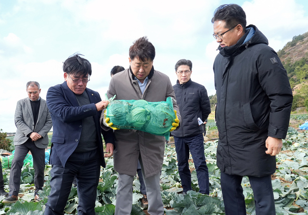 제주 월동채소 생산량 26% 증가할 듯…"수급 안정 총력"