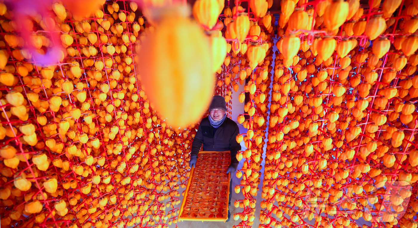 (서울=뉴스1) = 13일 경남 함양군 함양읍 곰실곶감농원 박효기씨가 ‘제10회 지리산 함양고종시 곶감축제’에서 선보일 자연바람에 잘 말린 고종시곶감을 채반에 담아 들어보이고 있다 …