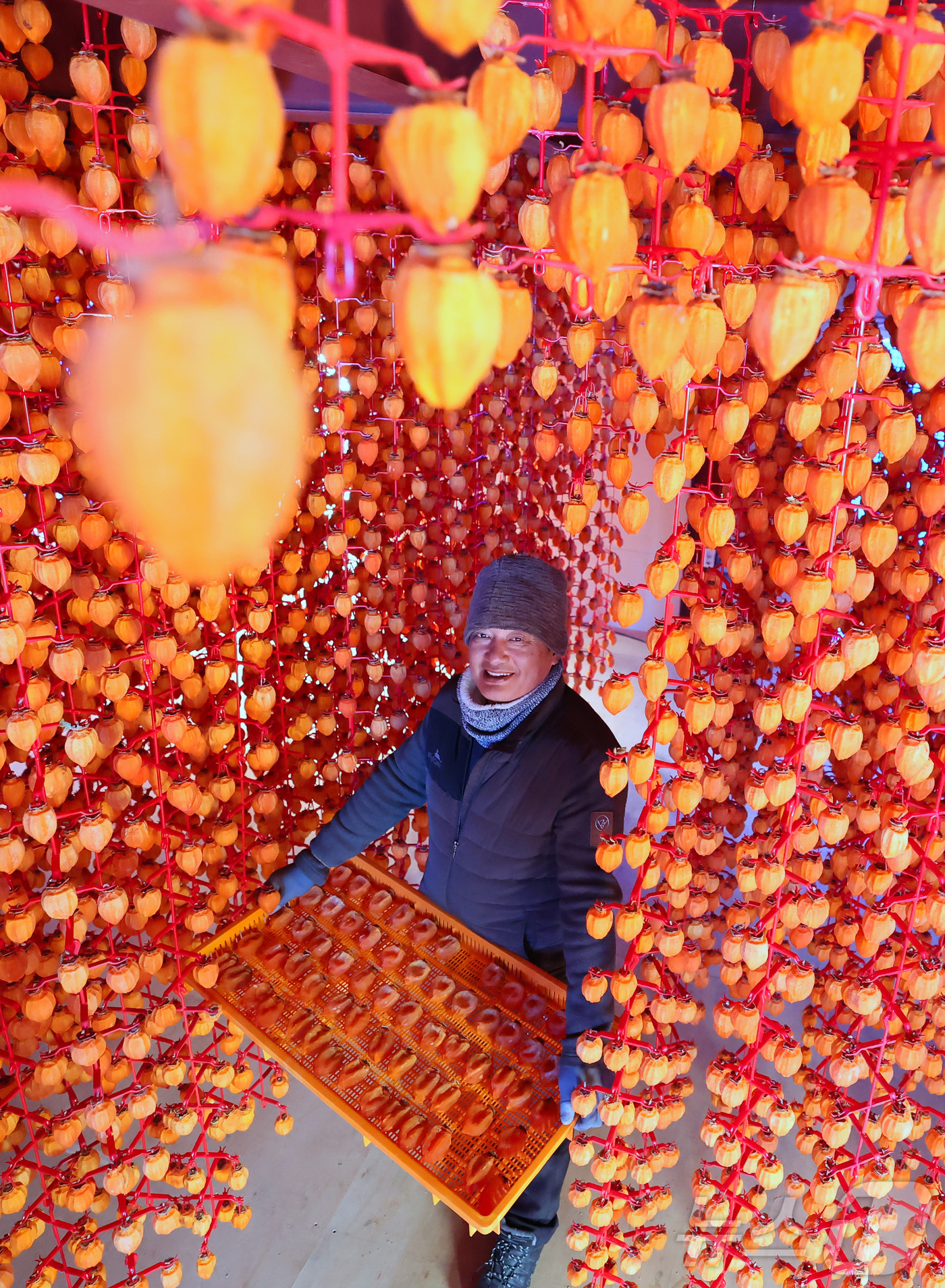 (서울=뉴스1) = 13일 경남 함양군 함양읍 곰실곶감농원 박효기씨가 ‘제10회 지리산 함양고종시 곶감축제’에서 선보일 자연바람에 잘 말린 고종시곶감을 채반에 담아 들어보이고 있다 …