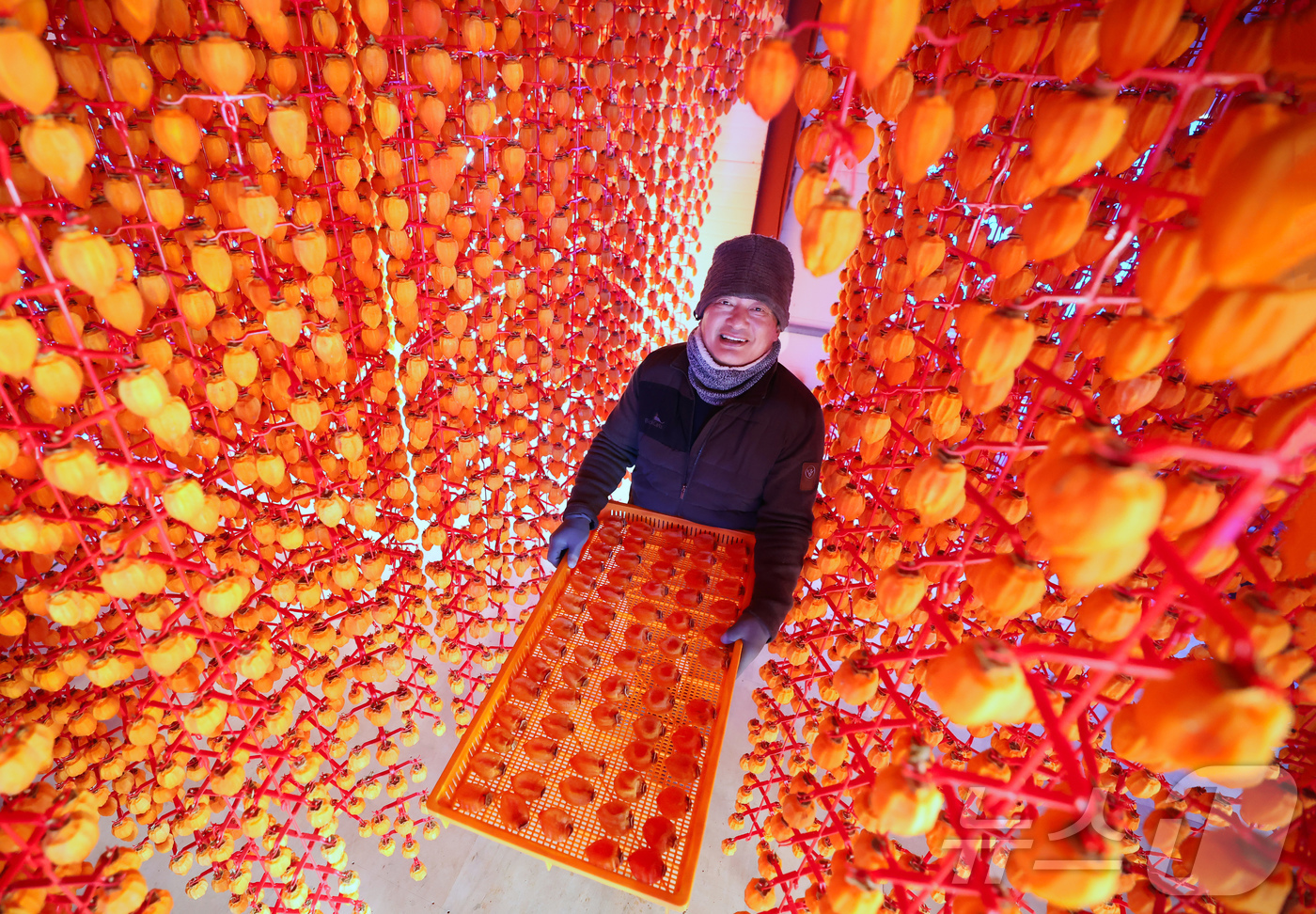 (서울=뉴스1) = 13일 경남 함양군 함양읍 곰실곶감농원 박효기씨가 ‘제10회 지리산 함양고종시 곶감축제’에서 선보일 자연바람에 잘 말린 고종시곶감을 채반에 담아 들어보이고 있다 …