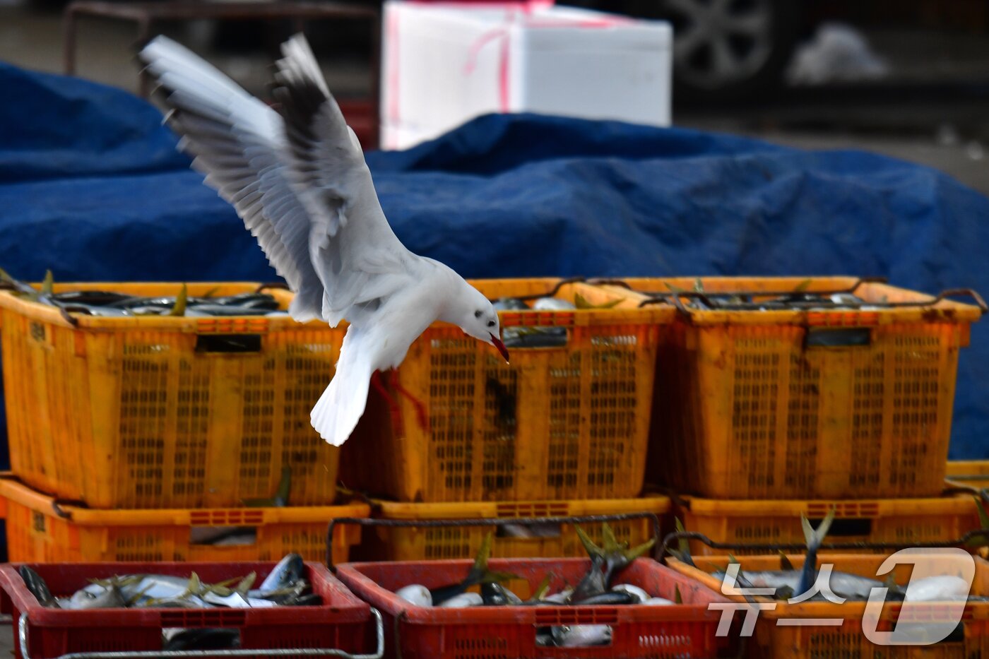 본문 이미지 - 14일 경북 포항시 북구 죽도어시장 위판장에서 붉은부리갈매기가 상인들이 정리해 놓은 생선 앞에서 날개짓을 하고 있다. 2026.1.14/뉴스1 ⓒ News1 최창호 기자