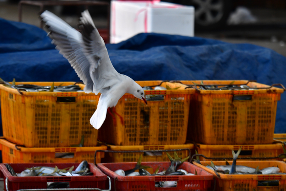 생선 노리는 갈매기